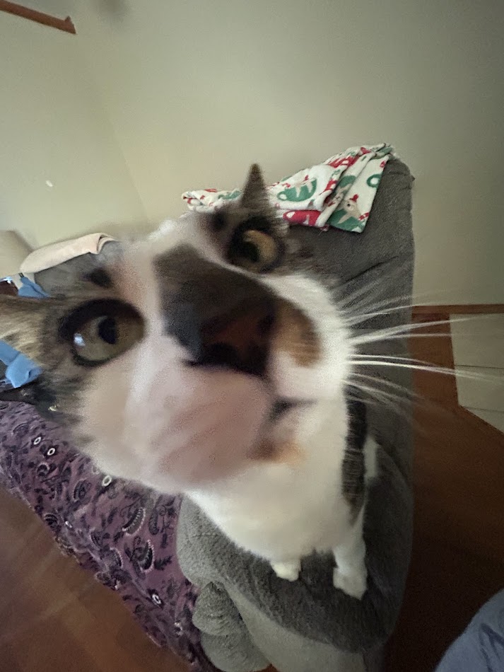 Cat :3