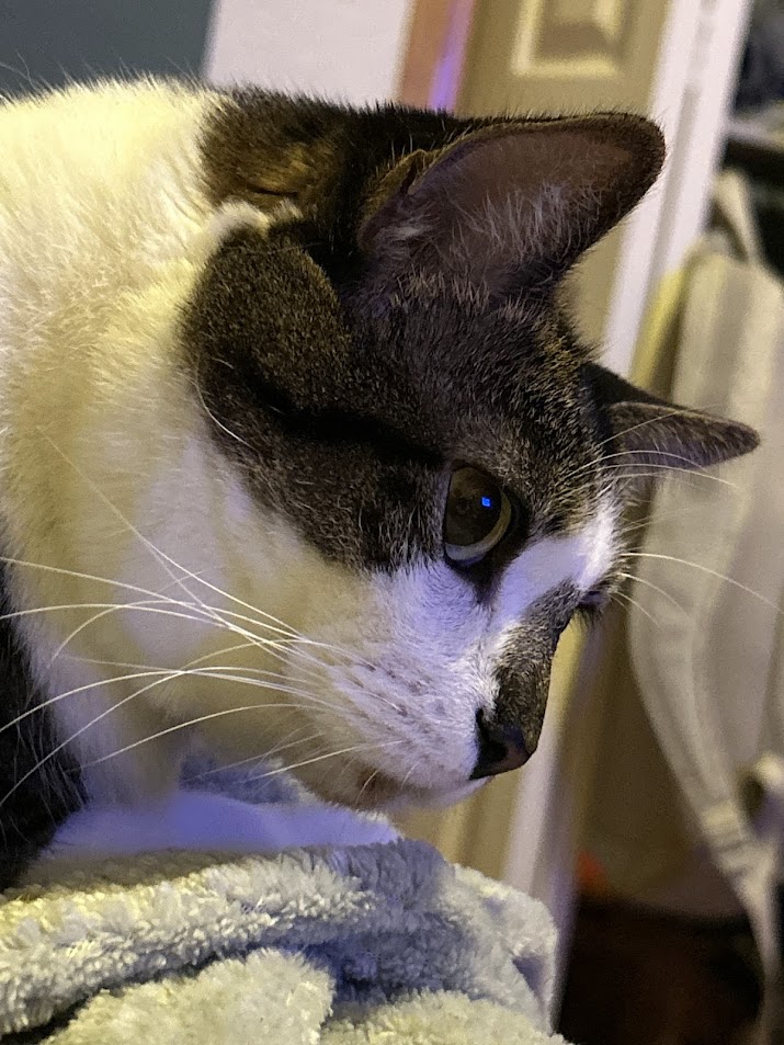 Cat :3