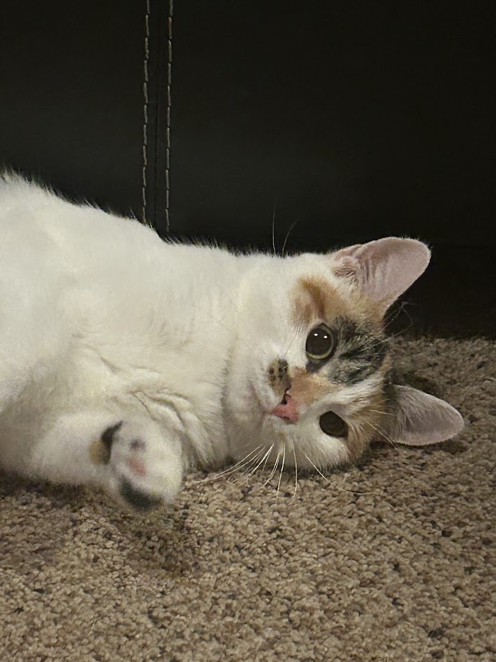 Kitty